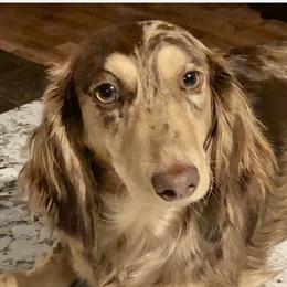 Grace - Dachshund