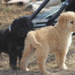 Goldendoodle and Yorkshire Terrier Puppies from Dirty Dogs Pups