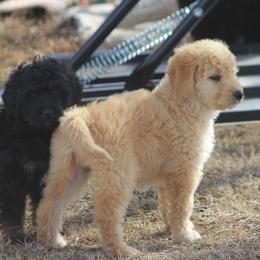 Goldendoodle and Yorkshire Terrier Puppies from Dirty Dogs Pups