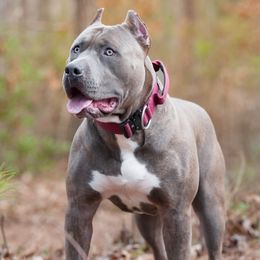 Ophi - American Bully