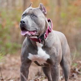 Ophi - American Bully