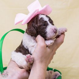 Grace O'Malley - Parti Poodle puppy in Eugene, Oregon from Valaurah Farms