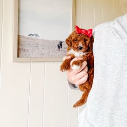 Cinnamon - Red  female Poodle puppy in Quakertown, Pennsylvania from Miniature Poodle Stud and Pups