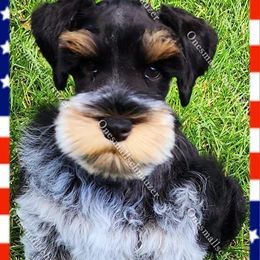 Miniature Schnauzers from Onesmallschnauzer