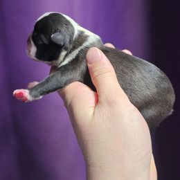 Female 4 - Black brindle and white female Boston Terrier puppy in Denver, Colorado from Diamonds In The Ruff Boston Terriers