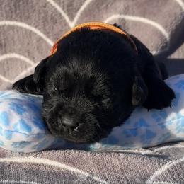 Patsy - Black female Labrador Retriever puppy in Garnett, Kansas from Timberland Creek Labradors