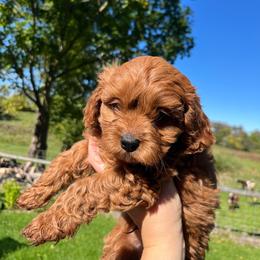Pumpkin - Red male Cavapoo puppy in Bloomfield, New York from Campbell Cavapoos