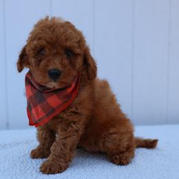 Duke - Red  male Goldendoodle puppy in Apopka, Florida from Rae Precious Puppies