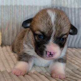 Winston - Sable male Pembroke Welsh Corgi puppy in New Hampshire from Muddy Paws Corgis