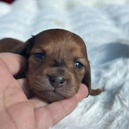 Dahlia Long hair - Dapple female Dachshund puppy in Lakeland, Florida from Elite Doxies Florida