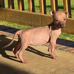 Girl 3 - Fawn female Xoloitzcuintli puppy in Ethridge, Tennessee from Royalty Reigns Xolos