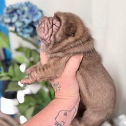 Metallica - Brown female Chinese Shar-Pei puppy in Lehigh Acres, Florida from Florida Wrinkles