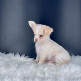 Sam - Cream and white male Chihuahua puppy in Simpsonville, South Carolina from N&T's Chihuahuas