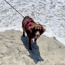 Stella  - Miniature Australian Shepherd