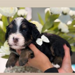 Ziggy - Tri-color male Bernedoodle puppy in Yuciapa, California from AlltheDoodlez_