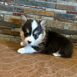 Girl 3 - Black and tan female Pembroke Welsh Corgi puppy in Visalia, California from VIP Stables