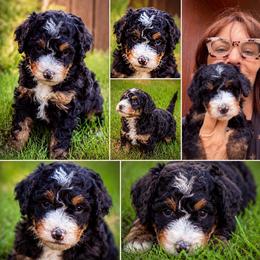 Princess - Tri-color female Bernedoodle puppy in Saint Francis, Kansas from Land of Oz Doodles