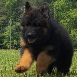 Gray Collar - Male - Black and red male German Shepherd puppy in Charlotte, North Carolina from Zuflucht K9s