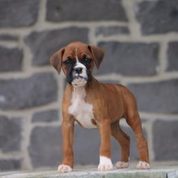 Barbi - Fawn female Boxer puppy in Pennsylvania from Anthony's Boxers