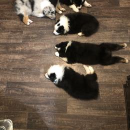 Australian Shepherd Puppies from Point Break