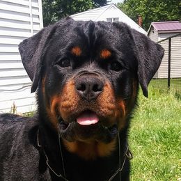 JoJo - Rottweiler