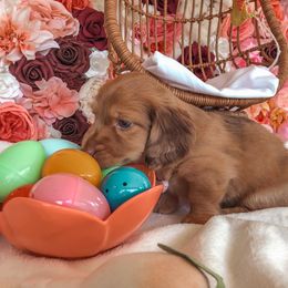 Dachshund Puppies from Mill Creek Dachshunds