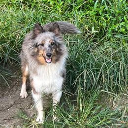 Honey - Shetland Sheepdog