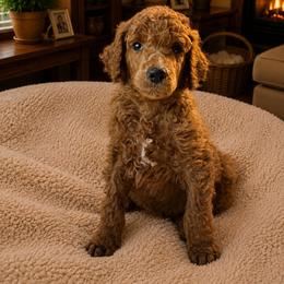 Drift - Red  male Poodle puppy in Mount Vernon, Illinois from AMC Poodles