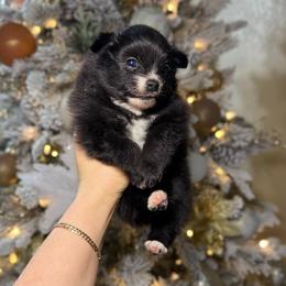 Berlin - Black male Pomeranian puppy in Phoenix, Arizona from Luxpomz