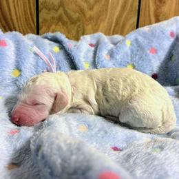 Odessa - Parti female Goldendoodle puppy in Pittsburg, Texas from Grace Springs Goldendoodles