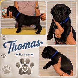 Boy 4 - Black male Cane Corso puppy in Scott County, Tennessee from Nuovo Inizi Kennels