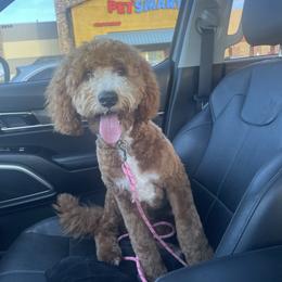 Cookie - Red female Cavapoo puppy in Tucson, Arizona from Indie Boo’s mini Cavapoos
