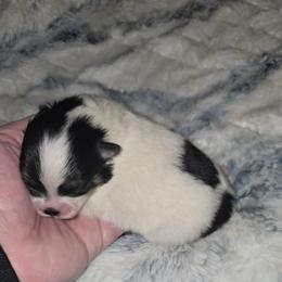 India - Black and tan parti female Pomeranian puppy in Angleton, Texas from Pomeranian Palace, LLC