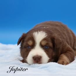 Vince - Red tri male Miniature Australian Shepherd puppy in Weeki Wachee, Florida from Arlington's Mini Aussies
