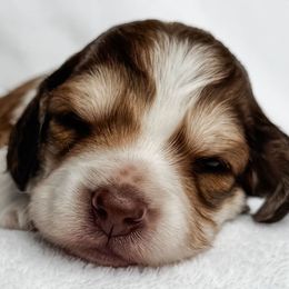 Coral - Piebald female Dachshund puppy in Winamac, Indiana from WZ Kennels