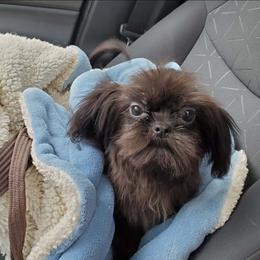 Pretty Prince Prancer - Black male Shih Tzu puppy in Cartersville, Georgia from 100 Acre Woods Shih Tzu Plantation