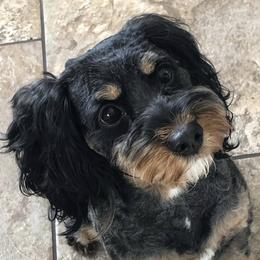 Emmie - Cavapoo