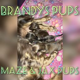 Dachshund Puppies from Brandys Pups