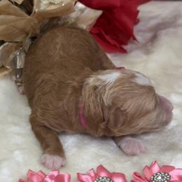 Amber - Apricot female Poodle puppy in Lakeland, Florida from Gulfside Poodles
