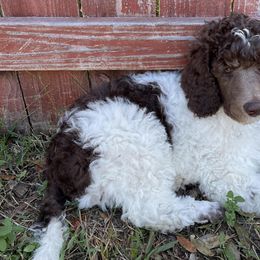 Poodles from Burt Family Poodles
