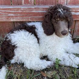 Poodles from Burt Family Poodles