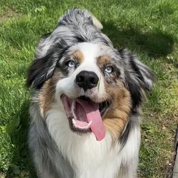 Australian Shepherd Puppies from Bedtime Story Australian Shepherds