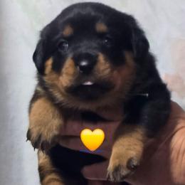 Yellow collar girl - Black and mahogany female Rottweiler puppy in Live Oak, Florida from K&R RANCH KENNELS
