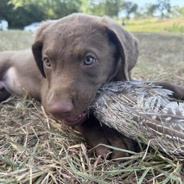 Chesapeake Bay Retriever Puppies from Cedar Ridge Chessies