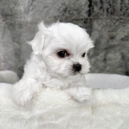 Percy - White male Maltese puppy in Vinton, Louisiana from Dreams & Love Maltese