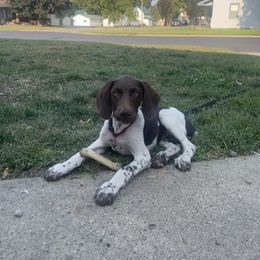 Boy 7 - Liver and white German Shorthaired Pointer puppy in Ellsworth, Minnesota from Zitzloff’s Pointers
