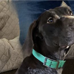 Schley - German Shorthaired Pointer