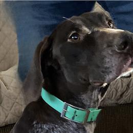 Schley - German Shorthaired Pointer
