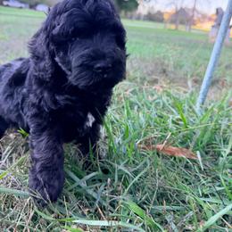 Wally with training - Black male Cockapoo puppy in Boonville, North Carolina from Doods & Dolls