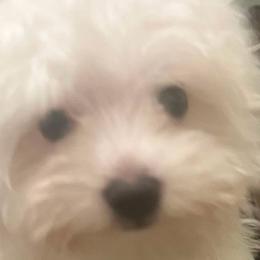 Maltese from Maltese  puppies DFW